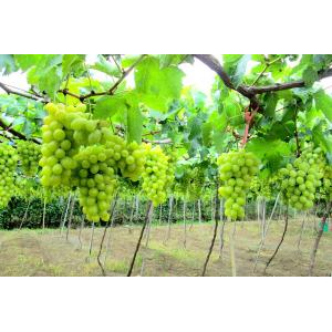 Rượu Vang Nho Homi Wine