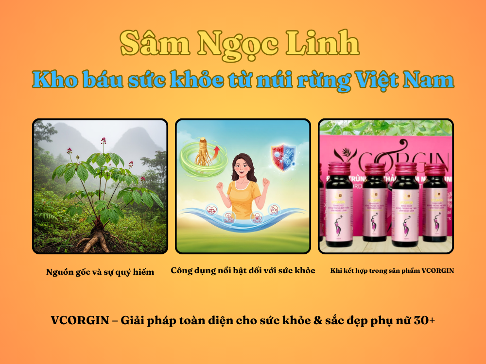 II. Sâm Ngọc Linh – Kho báu sức khỏe từ núi rừng Việt Nam