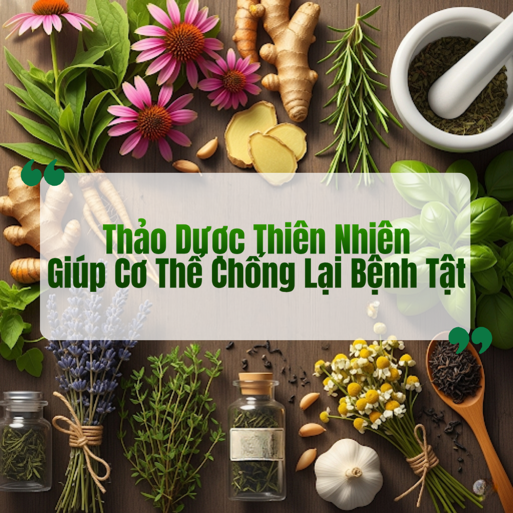 Thảo Dược Thiên Nhiên Giúp Cơ Thể Chống Lại Bệnh Tật