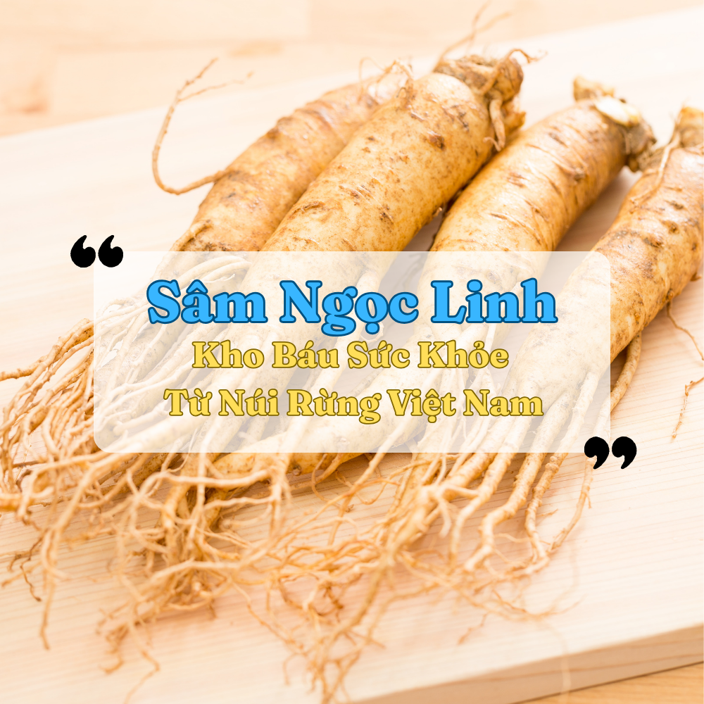 Sâm Ngọc Linh – Kho Báu Sức Khỏe Từ Núi Rừng Việt Nam