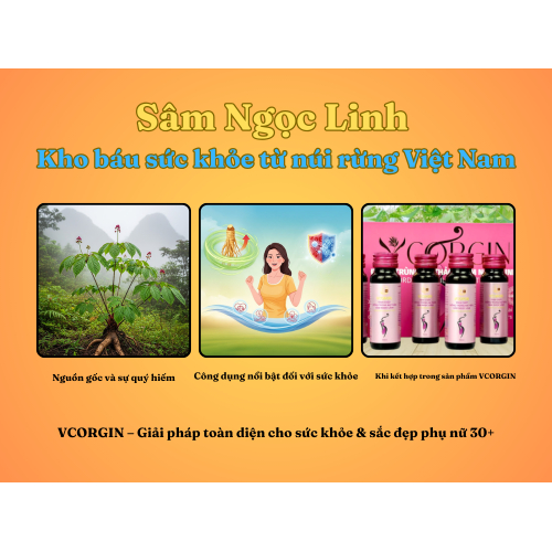 II. Sâm Ngọc Linh – Kho báu sức khỏe từ núi rừng Việt Nam