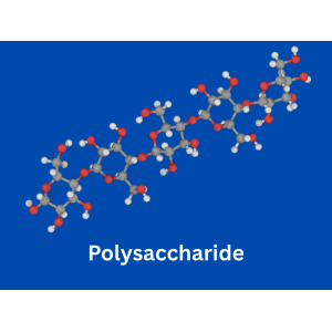Polysaccharide - Kích thích hoạt động của tế bào miễn dịch