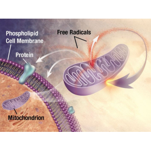 Polysaccharide & Triterpene - Bảo vệ tế bào miễn dịch