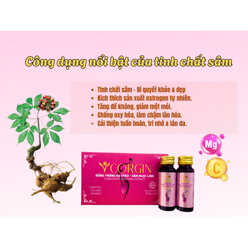 2. Tinh chất sâm – “trợ thủ” cân bằng nội tiết tố nữ