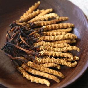 Vì sao giá đông trùng hạ thảo Tây Tạng lại đắt như vậy? Sự khác biệt của đông trùng hạ thảo Tây Tạng và các loại đông trùng hạ thảo khác?