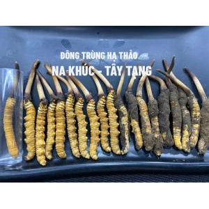 Vì sao giá đông trùng hạ thảo Tây Tạng lại đắt như vậy? Sự khác biệt của đông trùng hạ thảo Tây Tạng và các loại đông trùng hạ thảo khác?