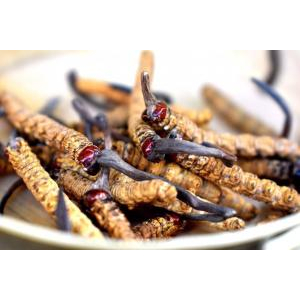 Đông trùng hạ thảo - vị thuốc quý rất cần cho cánh mày râu